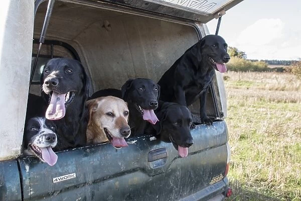 Working gundogs in pick-up, they will be used to flush Pheasants and Partridges for game shooting
