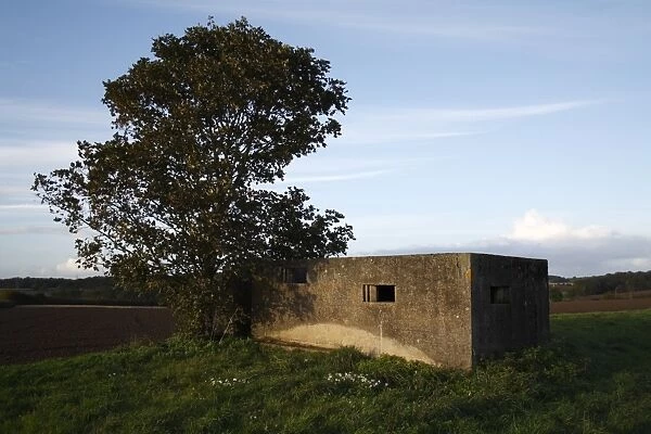 World War Two FW3 Type 23 pillbox, with Field Maple (Acer campestre) at dusk, Stowupland, Suffolk, England, october