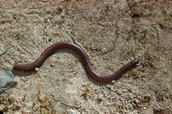 Framed Print : Worm Lizard (Blanus cinereus) On sand Framed Print : Worm Lizard (Blanus cinereus) On sand