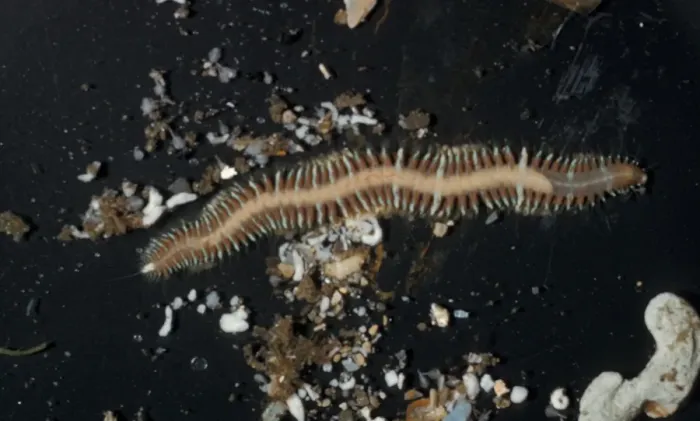 Framed Print : Worm (Ophiodromus fleuosus) South Devon