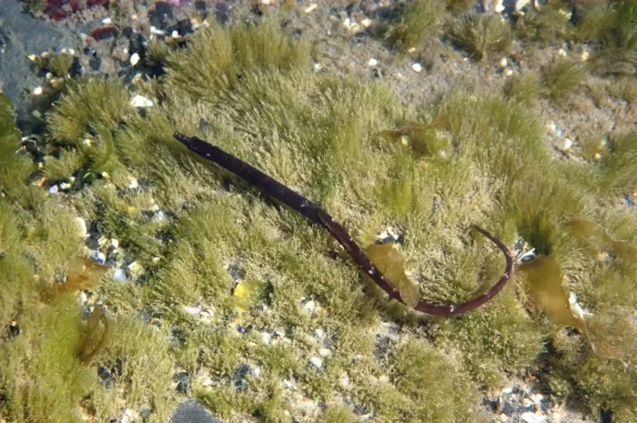 Framed Print : Worm Pipefish (Nerophis lumbriciformis) adult, swimming in shallow water, Kimmeridge Bay, Isle of Purbeck, Dorset Framed Print : Worm Pipefish (Nerophis lumbriciformis) adult, swimming in shallow water, Kimmeridge Bay, Isle of Purbeck, Dorset