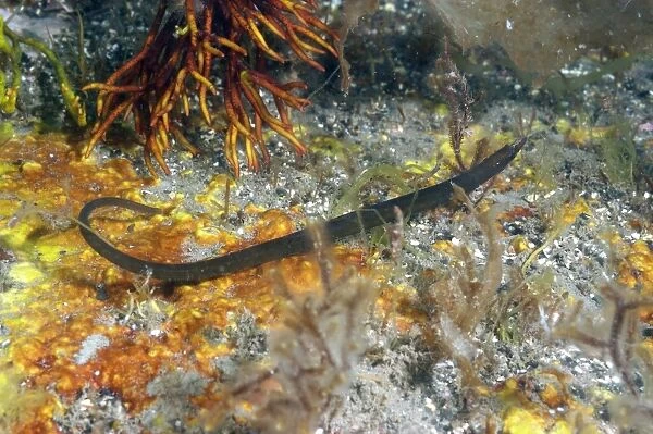 Worm Pipefish (Nerophis lumbriciformis) adult, Kimmeridge Bay, Isle of Purbeck, Dorset, England, August