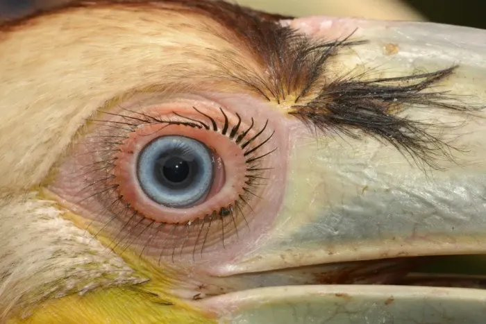 Framed Print : Wreathed Hornbill (Rhyticeros undulatus) juvenile, close-up of eye, rescued bird, Bali, Lesser Sunda Islands Framed Print : Wreathed Hornbill (Rhyticeros undulatus) juvenile, close-up of eye, rescued bird, Bali, Lesser Sunda Islands