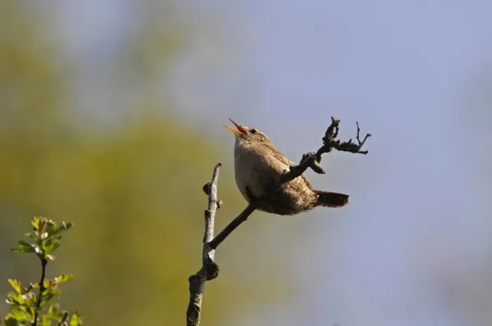 Framed Print : Wren singing Framed Print : Wren singing