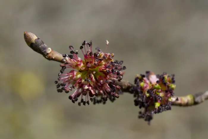 Framed Print : Wych Elm (Ulmus glabra) close-up of female flowers on shoot, Powys, Wales, April