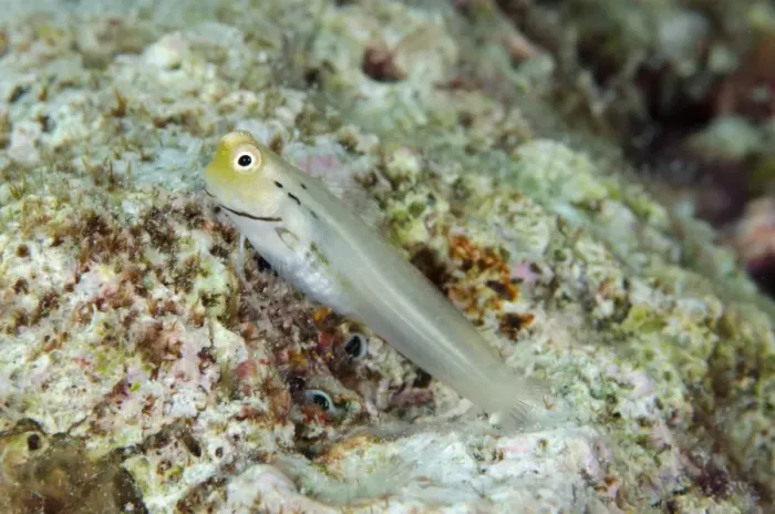 Framed Print : Yaeyama Blenny (Ecsenius yaeyamaensis) adult, Tanjung Muara, Sermata Islands, Lesser Sunda Islands, Indonesia, November Framed Print : Yaeyama Blenny (Ecsenius yaeyamaensis) adult, Tanjung Muara, Sermata Islands, Lesser Sunda Islands, Indonesia, November