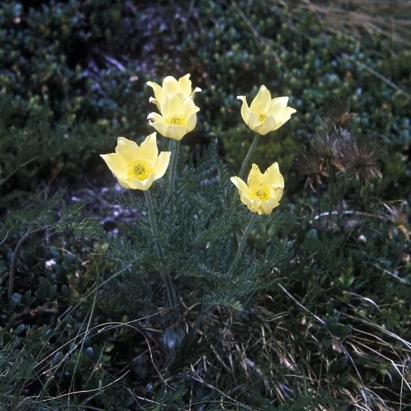 Yellow Alpine Anemone (Anemone alpina)