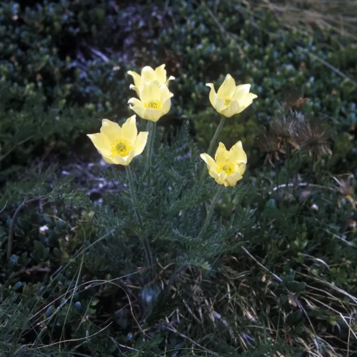 Framed Print : Yellow Alpine Anemone (Anemone alpina) Framed Print : Yellow Alpine Anemone (Anemone alpina)
