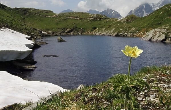 Yellow Alpine Pasqueflower (Pulsatilla alpina apiifolia) flowering, growing beside lake in mountain habitat