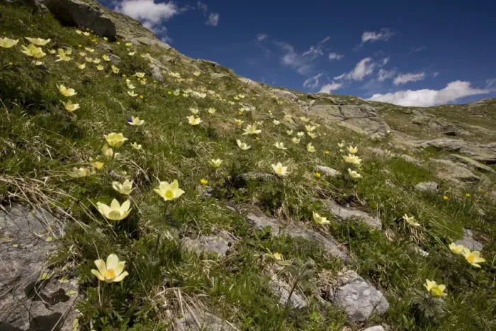 Framed Print : Yellow Alpine Pasqueflower (Pulsatilla alpina ssp. apiifolia) flowering mass, growing on mountain slope habitat, Bernina Pass, Upper Engadin, Eastern Swiss Alps, Switzerland, june Framed Print : Yellow Alpine Pasqueflower (Pulsatilla alpina ssp. apiifolia) flowering mass, growing on mountain slope habitat, Bernina Pass, Upper Engadin, Eastern Swiss Alps, Switzerland, june