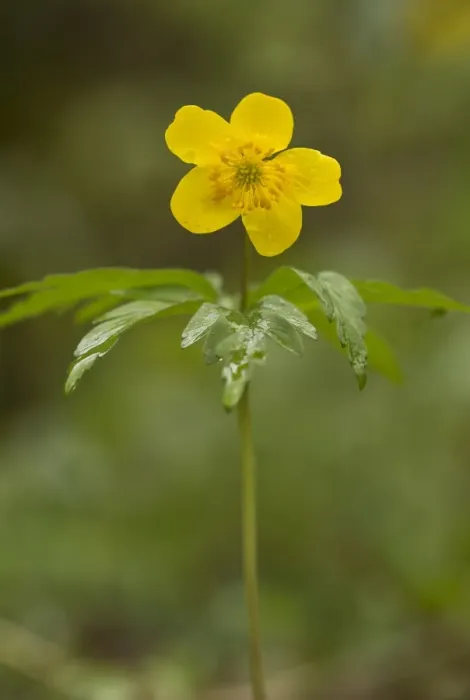 Framed Print : Yellow Anemone (Anemone ranunculoides) flowering, French Pyrenees, France, May Framed Print : Yellow Anemone (Anemone ranunculoides) flowering, French Pyrenees, France, May