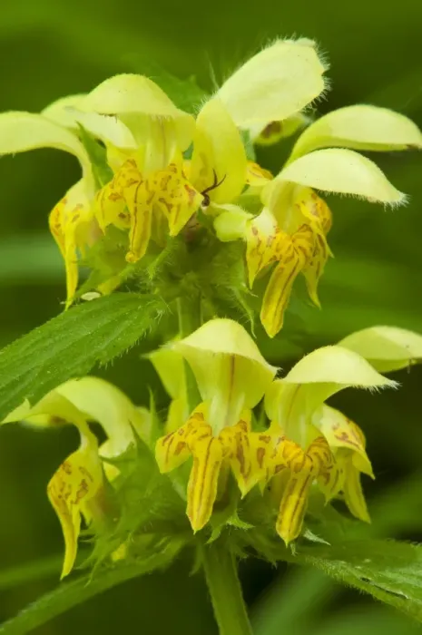 Framed Print : Yellow Archangel (Lamiastrum galeobdolon) close-up of flowers, Kent, England, June Framed Print : Yellow Archangel (Lamiastrum galeobdolon) close-up of flowers, Kent, England, June