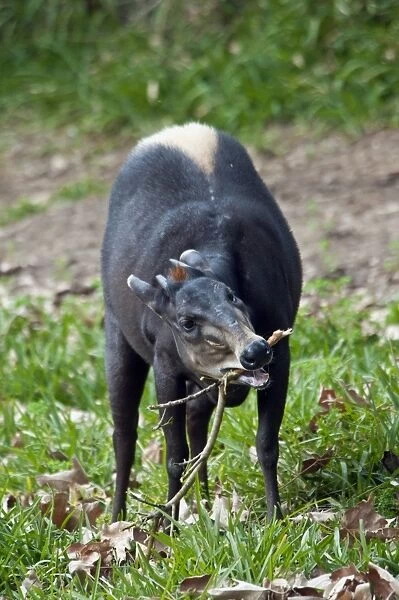 Yellow-backed Duiker (Cephalophus silvicultor) adult, chewing on twig (captive)