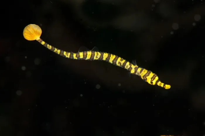 Framed Print : Yellow-banded Pipefish (Dunckerocampus pessuliferus) juvenile, swimming, Seraya, Bali, Lesser Sunda Islands, Indonesia Framed Print : Yellow-banded Pipefish (Dunckerocampus pessuliferus) juvenile, swimming, Seraya, Bali, Lesser Sunda Islands, Indonesia
