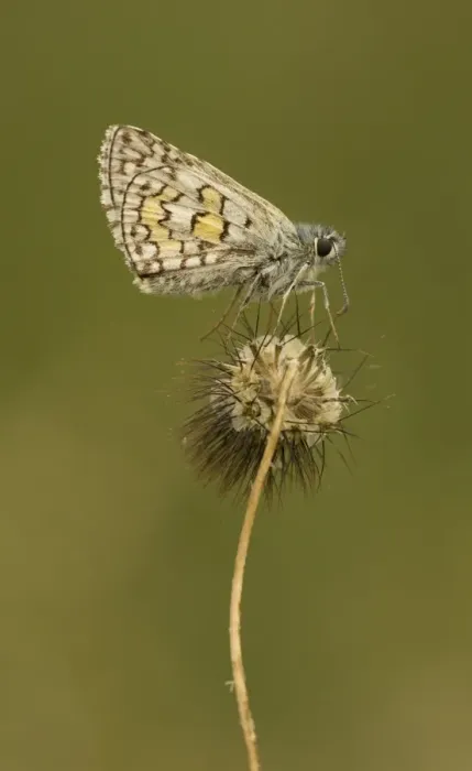 Framed Print : Yellow-banded Skipper (Pyrgus sidae) adult, resting on seedhead, Rhodope Mountains, Bulgaria, July Framed Print : Yellow-banded Skipper (Pyrgus sidae) adult, resting on seedhead, Rhodope Mountains, Bulgaria, July