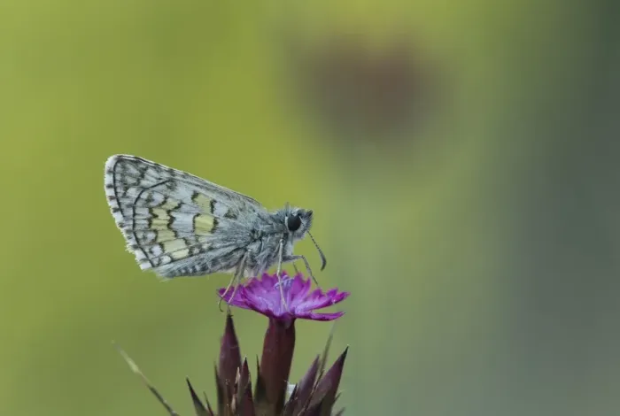 Framed Print : Yellow-banded Skipper (Pyrgus sidae) adult, resting on flower, Rhodope Mountains, Bulgaria, July Framed Print : Yellow-banded Skipper (Pyrgus sidae) adult, resting on flower, Rhodope Mountains, Bulgaria, July