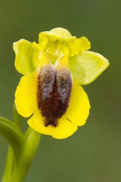 Yellow Bee Orchid (Ophrys lutea) close-up of flower, Col de Calzan, Ariege Pyrenees, Midi-Pyrenees, France, May