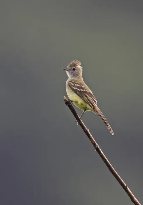Framed Print : Yellow-bellied Elaenia (Elaenia flavogaster pallididorsalis) adult, perched on twig, Rio Indio, Panama, October