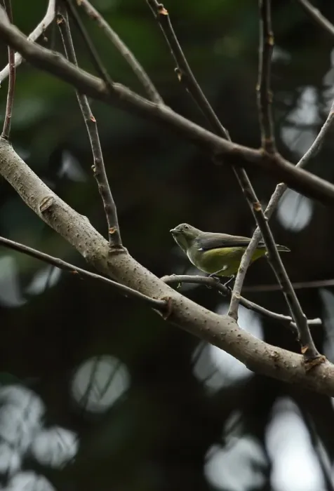 Framed Print : Yellow-bellied Flowerpecker (Dicaeum melanoxanthum) adult female, perched on twig in bare tree, Doi Inthanon N. P