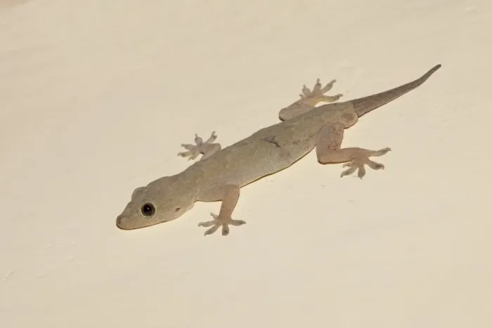 Framed Print : Yellow-bellied House Gecko (Hemidactylus flaviviridis) adult, with regenerated tail, on wall at night, Madhya Pradesh, India Framed Print : Yellow-bellied House Gecko (Hemidactylus flaviviridis) adult, with regenerated tail, on wall at night, Madhya Pradesh, India