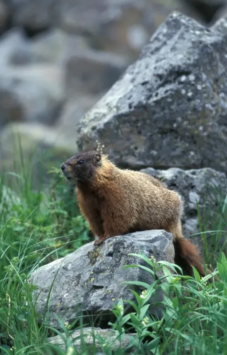 Framed Print : Yellow-bellied Marmot (Marmota flaviventris) Yellowstone National Park, USA Framed Print : Yellow-bellied Marmot (Marmota flaviventris) Yellowstone National Park, USA