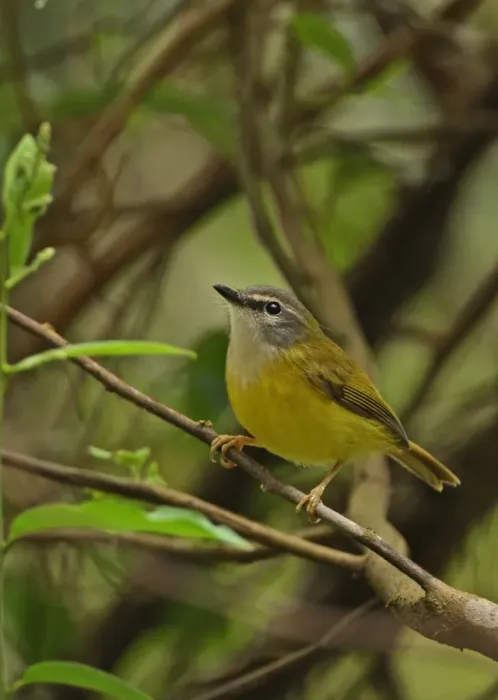 Framed Print : Yellow-bellied Warbler (Abroscopus superciliaris superciliaris) adult, perched on twig, Kaeng Krachan N. P. Thailand, november Framed Print : Yellow-bellied Warbler (Abroscopus superciliaris superciliaris) adult, perched on twig, Kaeng Krachan N. P. Thailand, november