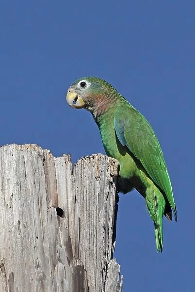 Yellow-billed Amazon Parrot (Amazona collaria) adult, perched on old post, Hope Gardens, Kingston, Jamaica, December