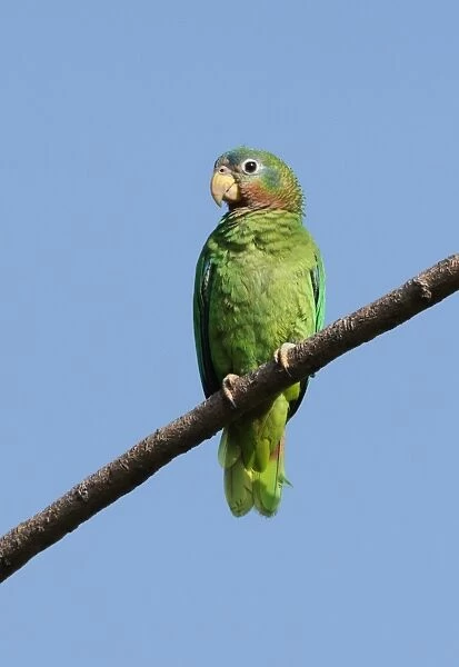 Yellow-billed Amazon Parrot (Amazona collaria) adult, perched on branch, Hope Gardens, Jamaica, april