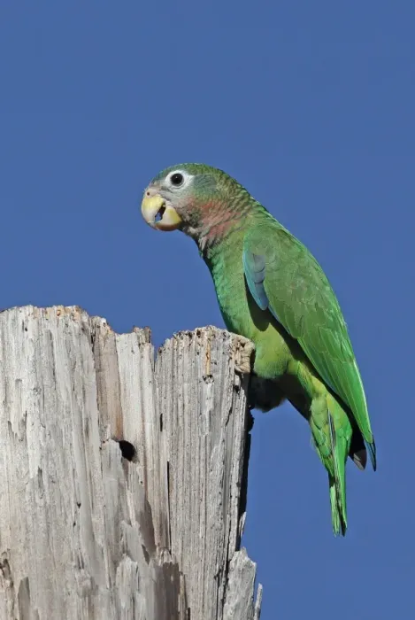 Framed Print : Yellow-billed Amazon Parrot (Amazona collaria) adult, perched on old post, Hope Gardens, Kingston, Jamaica, December