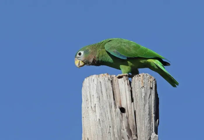 Framed Print : Yellow-billed Amazon Parrot (Amazona collaria) adult, perched on old post, Hope Gardens, Kingston, Jamaica, December Framed Print : Yellow-billed Amazon Parrot (Amazona collaria) adult, perched on old post, Hope Gardens, Kingston, Jamaica, December
