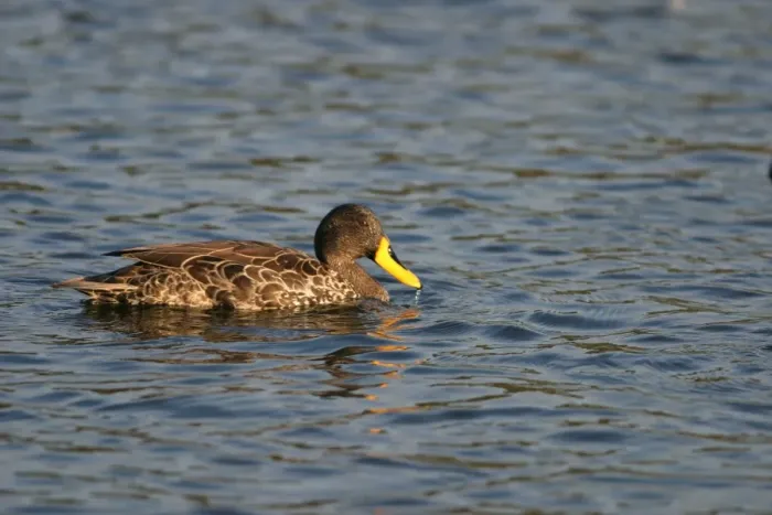 Framed Print : Yellow-billed Duck (Anas undulata) adult, swimming on lake, Kenya