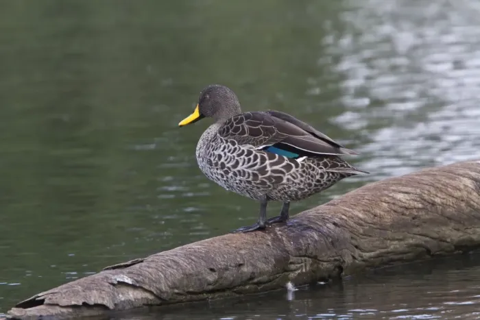 Framed Print : yellow billed duck at Rietvlei Nature Reserve south africa