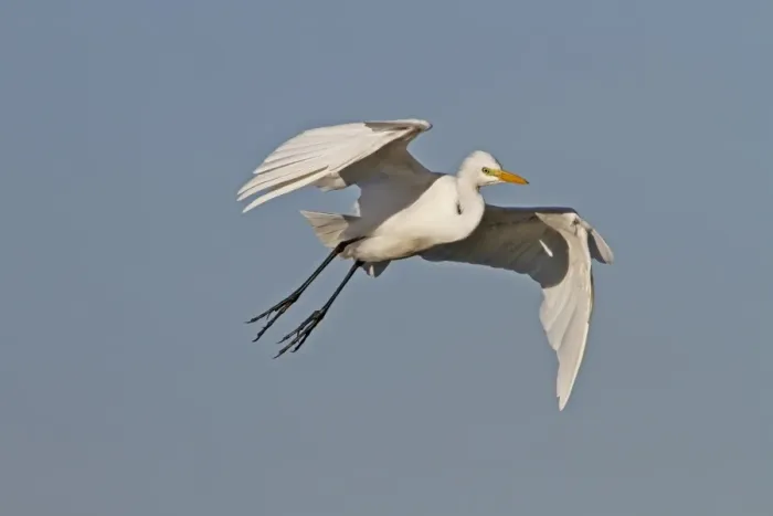 Framed Print : Yellow billed Egret in flight - Okavango delta, Botswana Framed Print : Yellow billed Egret in flight - Okavango delta, Botswana
