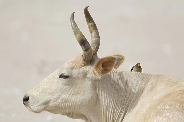 Yellow-billed Oxpecker (Buphagus africanus) adult, foraging on cow, Gambia, February
