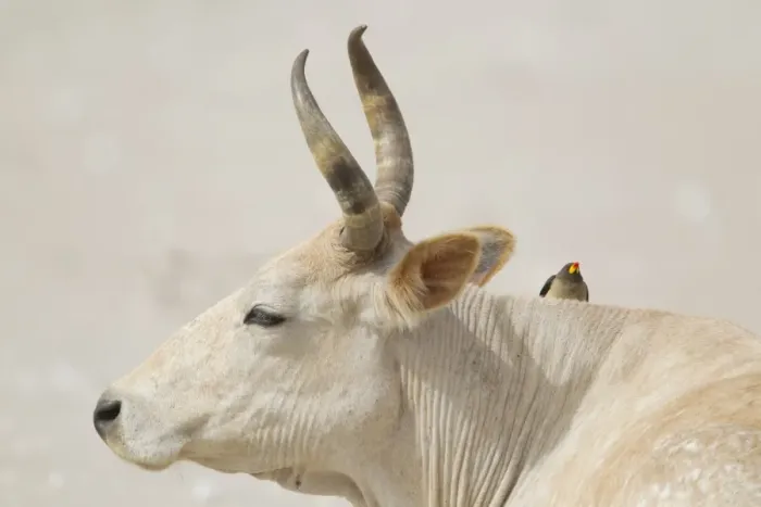 Framed Print : Yellow-billed Oxpecker (Buphagus africanus) adult, foraging on cow, Gambia, February Framed Print : Yellow-billed Oxpecker (Buphagus africanus) adult, foraging on cow, Gambia, February