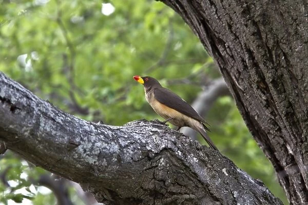 The Yellow-billed Oxpecker is a passerine bird in the starling and myna family Sturnidae