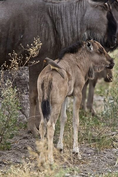 Yellow billed oxpecker riding on back of Blue Wildebeest calf