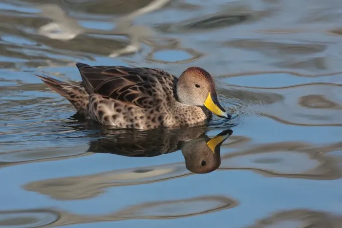 Framed Print : Yellow-billed Pintail (Anas georgica spinicauda) adult, swimming, Temaiken, Buenos Aires Province, Argentina, july Framed Print : Yellow-billed Pintail (Anas georgica spinicauda) adult, swimming, Temaiken, Buenos Aires Province, Argentina, july
