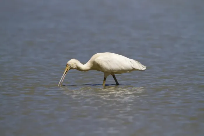 Framed Print : Yellow-billed Spoonbill (Platalea flavipes) adult, feeding in billabong, Queensland, Australia, October Framed Print : Yellow-billed Spoonbill (Platalea flavipes) adult, feeding in billabong, Queensland, Australia, October