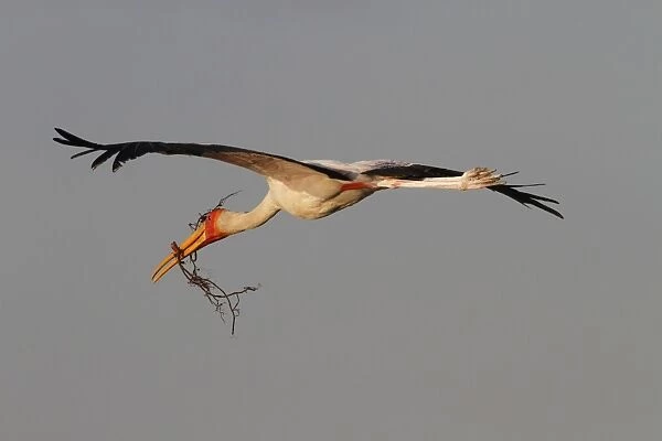 Yellow billed Stork flying with stick for nest building. Okavango Delta Botswana