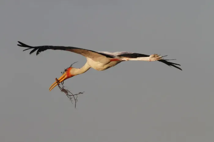 Framed Print : Yellow billed Stork flying with stick for nest building. Okavango Delta Botswana