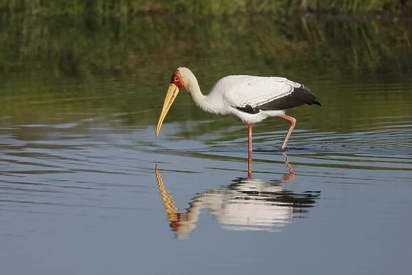 Yellow-billed Stork (Mycteria ibis) adult, wading in river, River Luangwa, South Lungwa N. P. Zambia, June