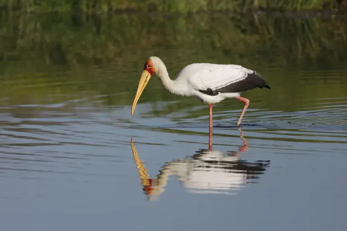 Framed Print : Yellow-billed Stork (Mycteria ibis) adult, wading in river, River Luangwa, South Lungwa N. P. Zambia, June Framed Print : Yellow-billed Stork (Mycteria ibis) adult, wading in river, River Luangwa, South Lungwa N. P. Zambia, June