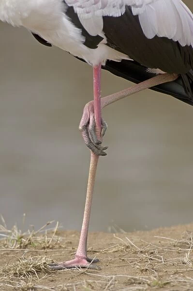 Yellow-billed Stork (Mycteria ibis) adult, standing on one leg, close-up of legs, Masai Mara, Kenya