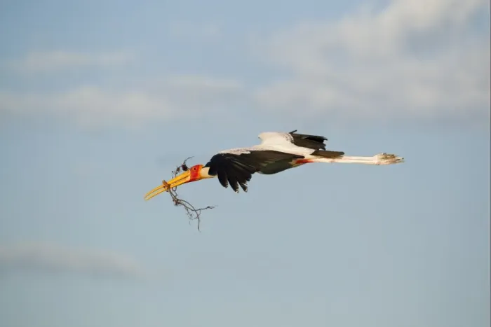 Framed Print : Yellow-billed Stork (Mycteria ibis) adult, in flight, with nesting material in beak, Okavango Delta, Botswana Framed Print : Yellow-billed Stork (Mycteria ibis) adult, in flight, with nesting material in beak, Okavango Delta, Botswana