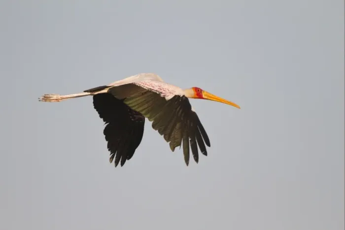 Framed Print : Yellow-billed Stork (Mycteria ibis) adult, in flight, Okavango Delta, Botswana