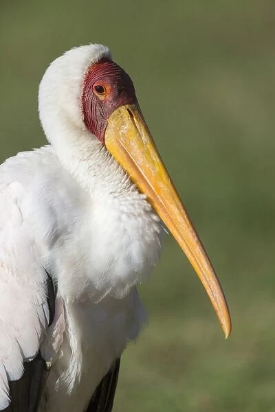 Yellow-billed Stork (Mycteria ibis) adult, close-up of head, Lake Nakuru N. P. Great Rift Valley, Kenya, August