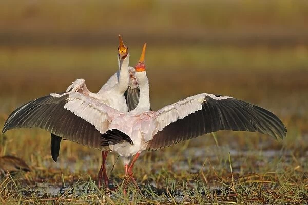 Yellow-billed Stork (Mycteria ibis) adult pair, in courtship display, Chobe River, Chobe N. P. Botswana, June