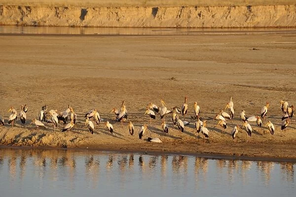 Yellow-billed Stork (Mycteria ibis) flock, standing on riverbank, River Luangwa, South Lungwa N. P. Zambia, June