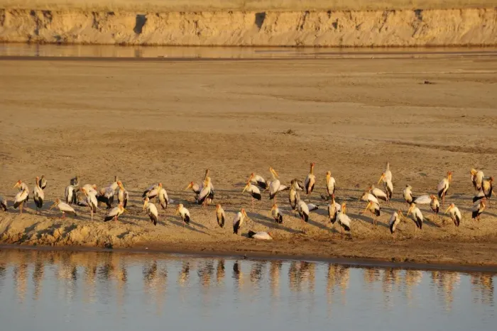 Framed Print : Yellow-billed Stork (Mycteria ibis) flock, standing on riverbank, River Luangwa, South Lungwa N. P. Zambia, June Framed Print : Yellow-billed Stork (Mycteria ibis) flock, standing on riverbank, River Luangwa, South Lungwa N. P. Zambia, June